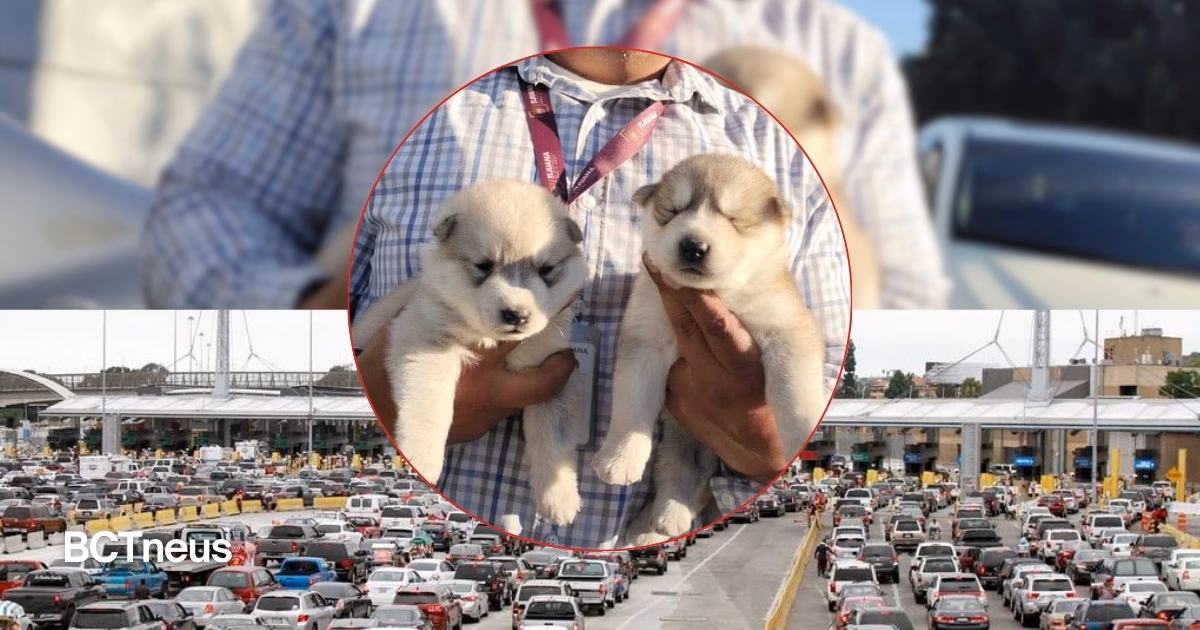 Articulo - Tijuana evita venta ilegal de cachorros en la línea de San Ysidro, informa Burgueño