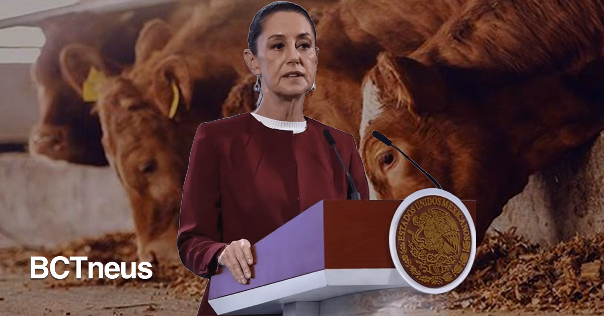 Articulo - Sheinbaum rechaza medidas de EE.UU. contra ganado mexicano por gusano barrenador