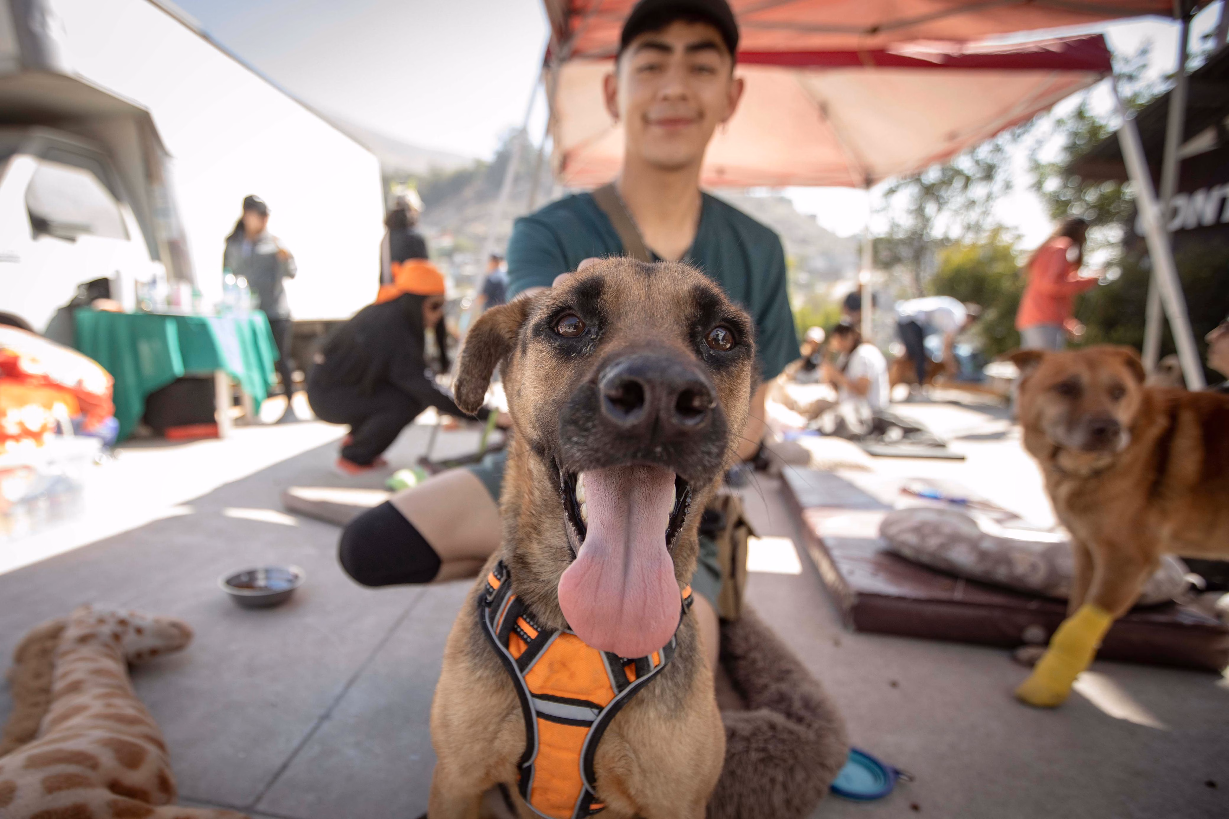 Articulo - Voluntarios brindan apoyo emocional a perros del refugio municipal de Tijuana