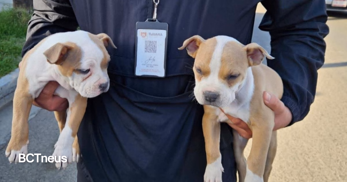 Articulo - Rescatan a cuatro cachorros vendidos ilegalmente en Lomas de Agua Caliente, informa Burgueño