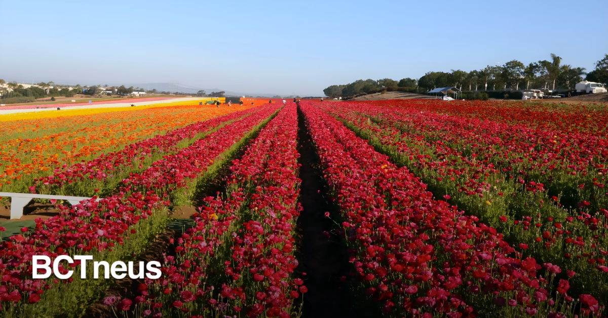 Articulo - Vuelven los campos de flores más instagrameables de San Diego