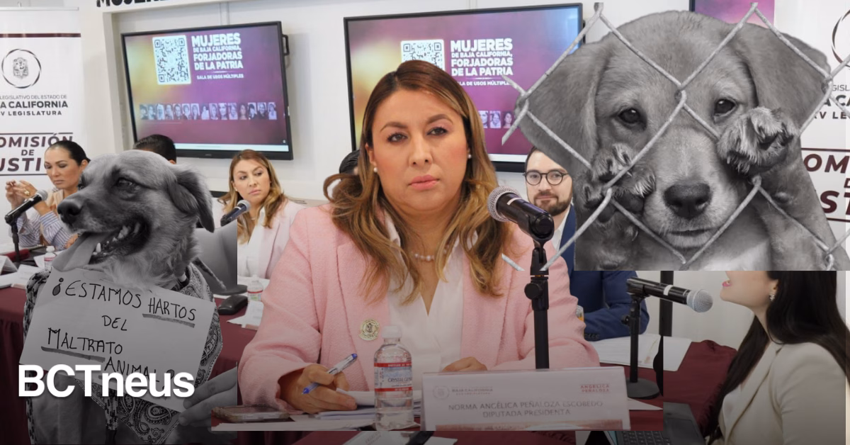 Articulo - Maltrato animal ya es delito: aprueban reforma impulsada por la gobernadora