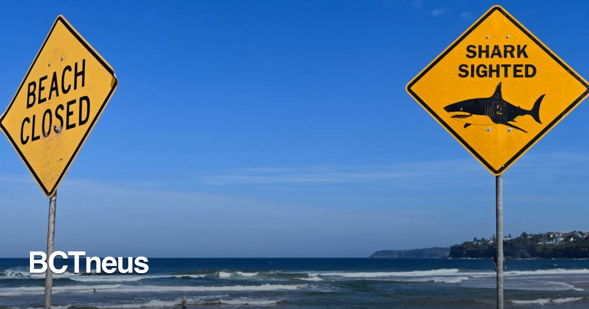 Articulo - Reportan tiburón blanco y activan alerta en playa de California