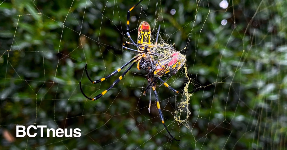 Articulo - Arañas del tamaño de la palma de la mano Aparecen en California