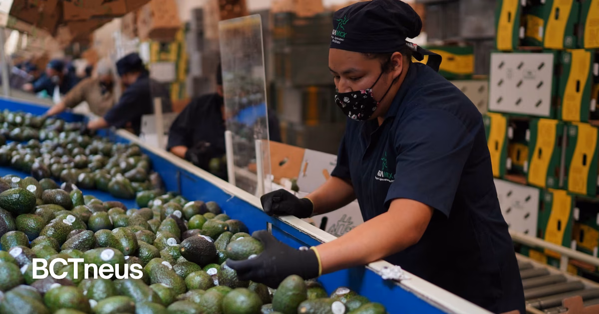 Articulo - México cierra la llave al “aguacate del narco”: huertas ligadas a deforestación no podrán exportar